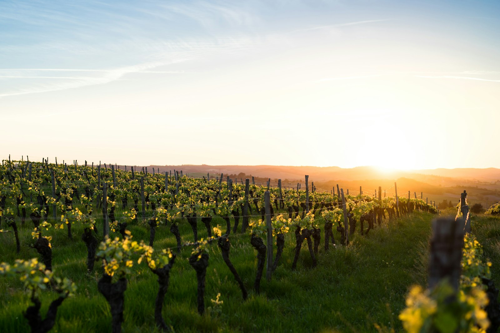 Fränkische Weinberge bei Würzburg